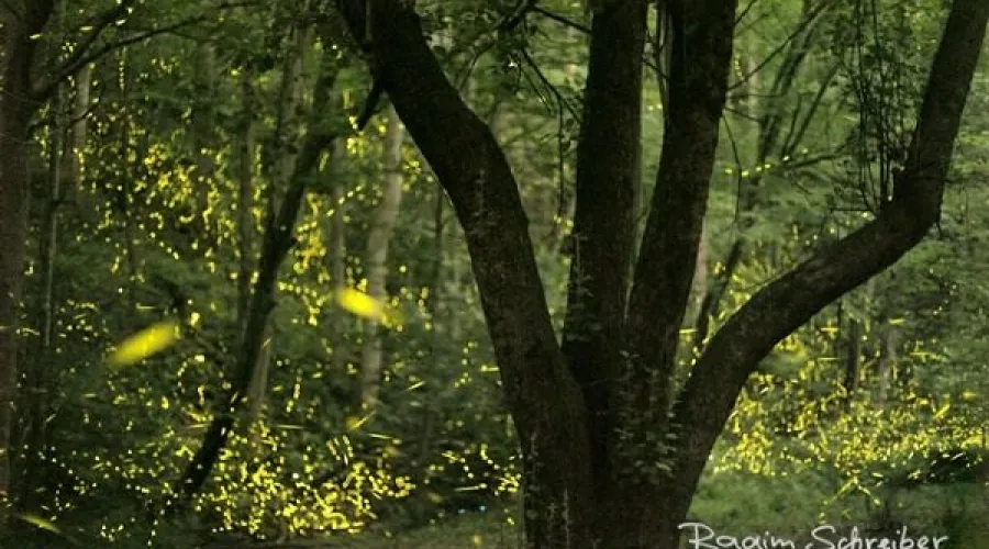 Insects that inspire: the magic of fireflies