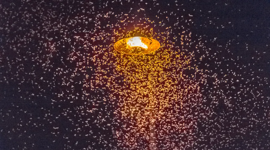 Staying Ahead of the Swarm