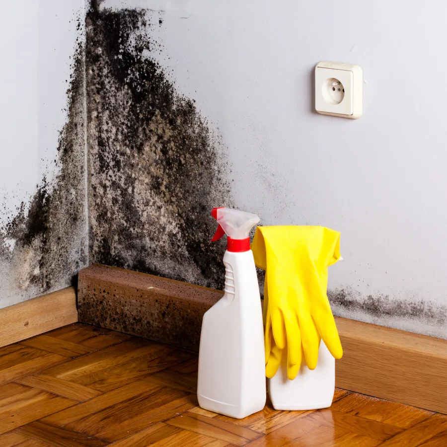  Home remedies are no match for mold