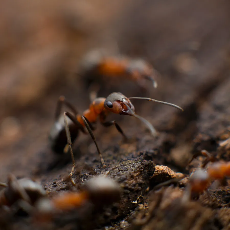 a close up of an ant