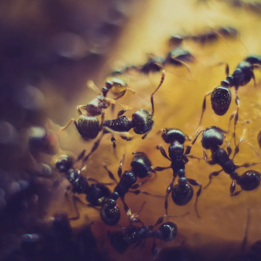 a group of ants on a yellow background