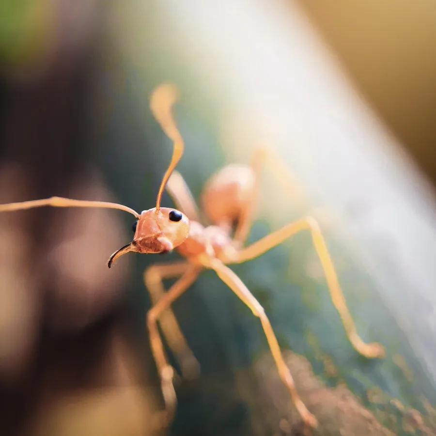 a close up of a bug
