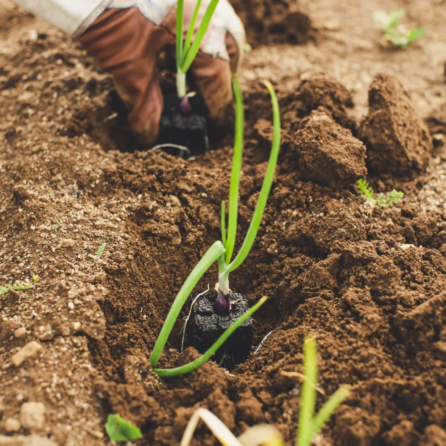 a person planting a plant