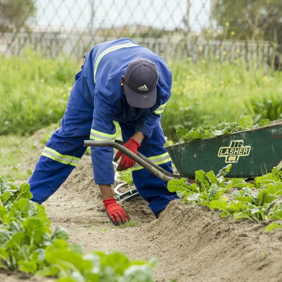 a person in a garden