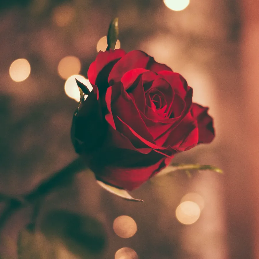 a red rose with green leaves