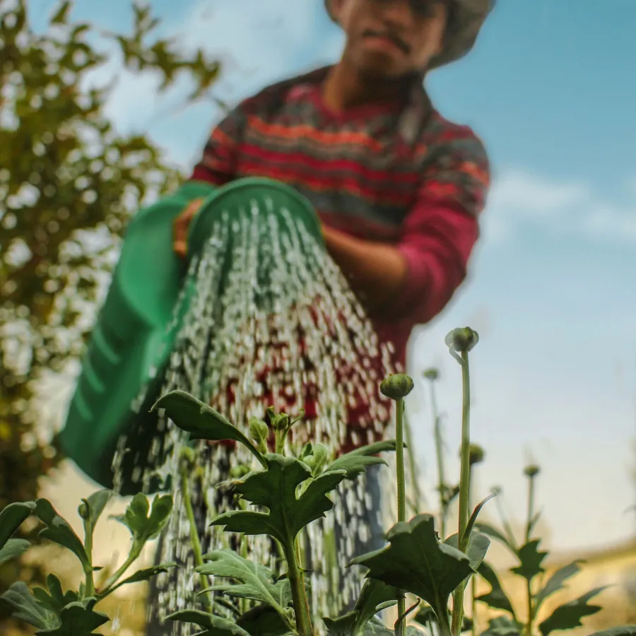 a man in a hat in a field of plants