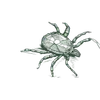 Detailed scientific illustration of a spider crab highlighting its legs and textured shell on a transparent background.