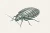 Detailed black and white illustration of a beetle with segmented body and long antennae on a white background.
