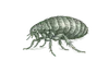 Detailed vintage illustration of a flea showing segmented body and six legs on a black background