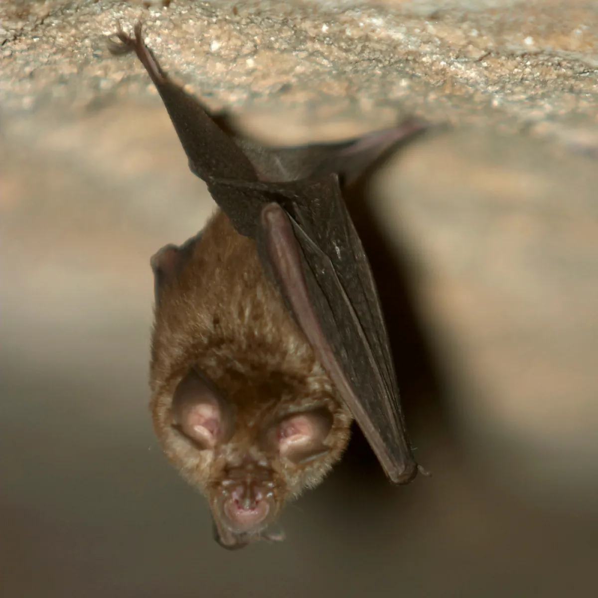 Bats| Bat Eradication | PestNation | PestNation