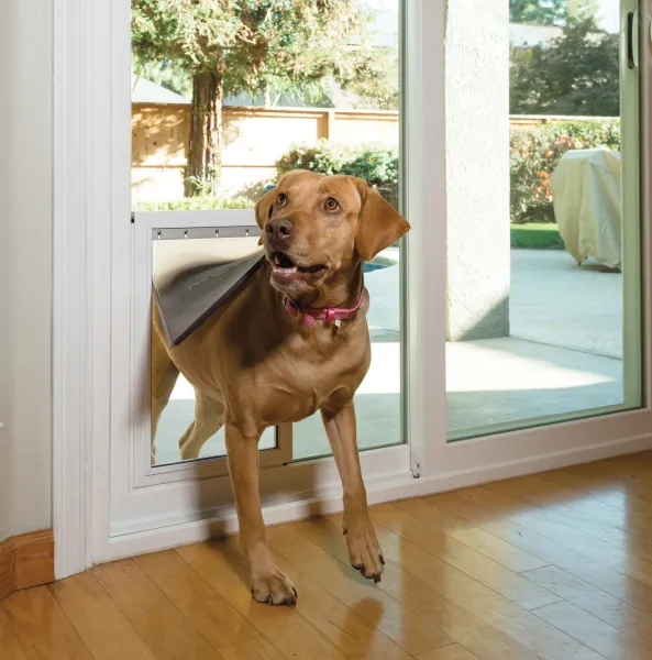 a dog standing in front of a door