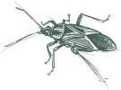 a drawing of a boxelder bug