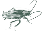 a drawing of a cockroach