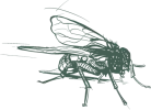 a black and white drawing of a fly