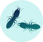 Silhouettes of two ants on a light blue circular background.