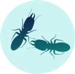 Two blue silhouette ants facing opposite directions on a light blue circular background.