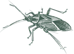 a drawing of a bug