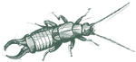 a drawing of a earwig