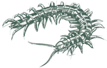 a drawing of a centipede
