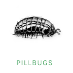 pillbug icon