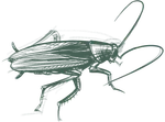 a drawing of a beetle
