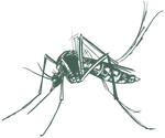 a drawing of a mosquito