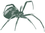 a drawing of a spider