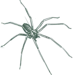 a black and white drawing of a spider