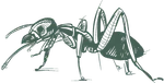 a drawing of a ant