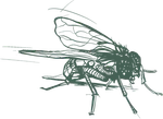 a black and white drawing of a fly