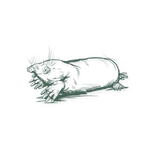Minimalist green silhouette drawing of a cat lying down with tail curled and eyes closed