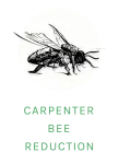 carpenter bee logo