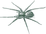 a drawing of a spider