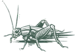 a drawing of a cricket