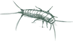 a black and white drawing of a bug