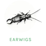 earwig icon