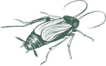 a drawing of a bug