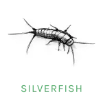 silverfish icon