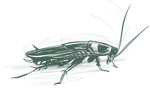 a diagram of a bug
