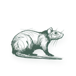 Illustration of a curled-up mouse with detailed fur and whiskers on a transparent background.