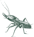 a drawing of a termite