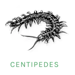 centipede icon