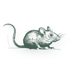 Gray chinchilla curled up with closed eyes and bushy tail on white background