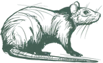 a drawing of a rat