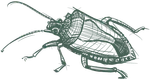 a drawing of a bug