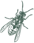 a black and white drawing of a wasp