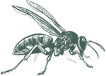 a drawing of a hornet