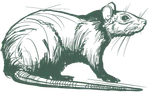 a drawing of a rat