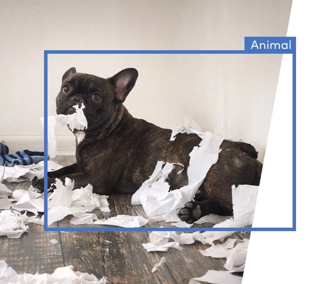 Brindle French bulldog lying on floor surrounded by shredded white paper, holding a piece in its mouth.