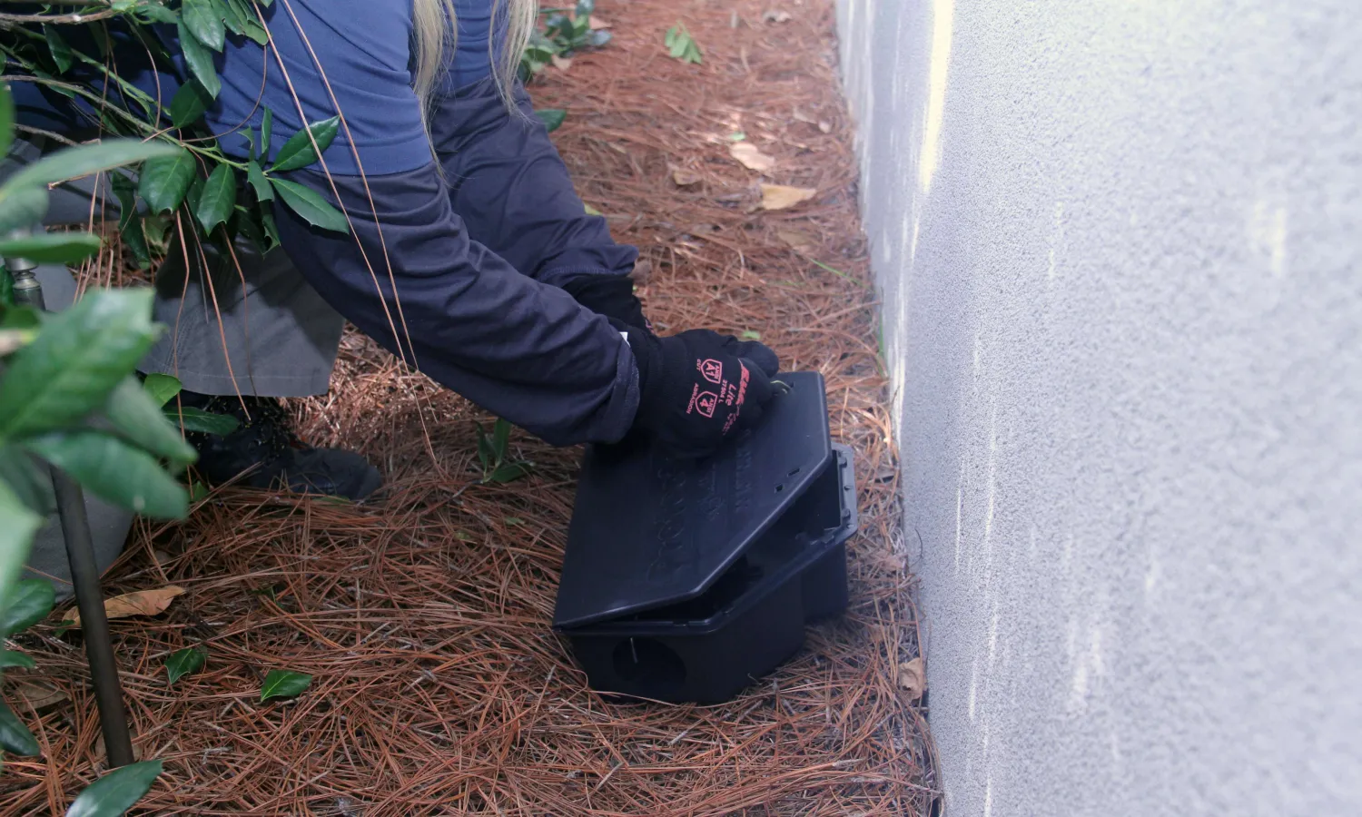 Person wearing gloves placing a black rodent bait station near a building wall in pine needle-covered ground.